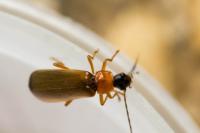 Rhagonycha lutea