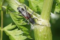 Anaglyptus mysticus