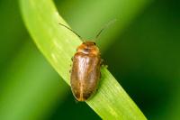 Microcara testacea