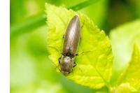 Agriotes pilosellus