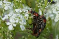 Cantharis fusca