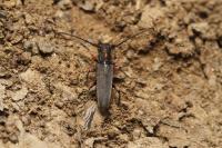 Phytoecia pustulata