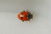 Hippodamia variegata