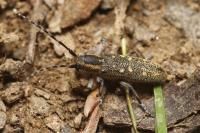 Saperda populnea