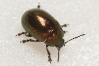 Chrysolina hyperici