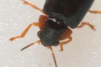 Smaragdina aurita