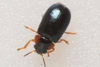 Smaragdina aurita