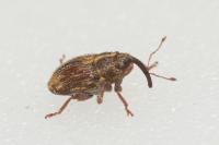 Trichosirocalus troglodytes