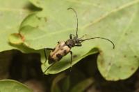 Pachytodes cerambyciformis