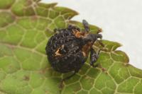 Cionus tuberculosus