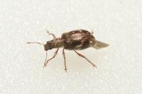 Polydrusus sparsus