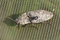 Agrypnus murinus