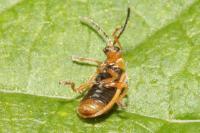 Galerucella pusilla