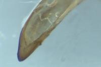 Galerucella pusilla