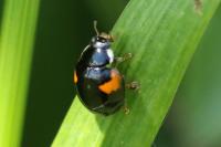 Adalia decempunctata