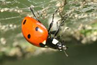 Coccinella septempunctata