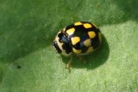 Propylea quatuordecimpunctata
