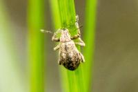 Strophosoma nebulosum