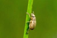 Strophosoma nebulosum