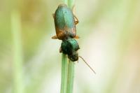 Gynandromorphus etruscus