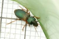 Gynandromorphus etruscus