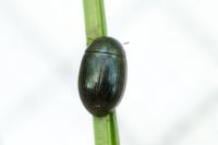 Hydrobius fuscipes
