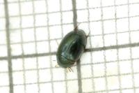 Hydrobius fuscipes