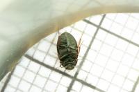 Hydrobius fuscipes