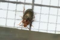 Scaphidema metallica