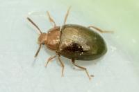 Scaphidema metallica