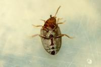 Scaphidema metallica