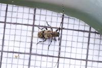 Leiopus