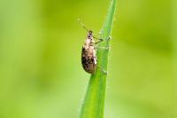 Phyllobius pyri