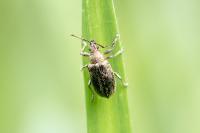 Phyllobius pyri