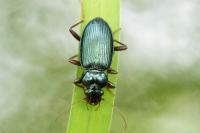 Leistus spinibarbis