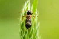 Poecilium alni