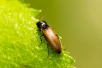 Agriotes