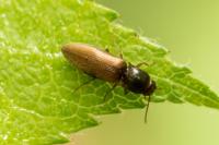 Agriotes