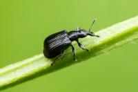 Deporaus betulae