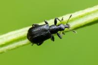 Deporaus betulae