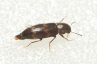 Abdera biflexuosa