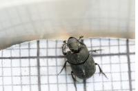 Onthophagus