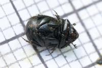 Onthophagus