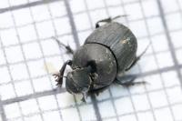 Onthophagus