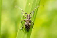 Mesosa nebulosa
