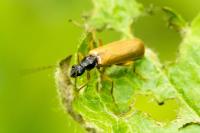 Rhagonycha lignosa