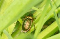 Carabus auratus