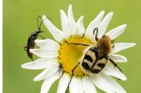 Trichius fasciatus
