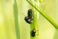 Cryptocephalus biguttatus