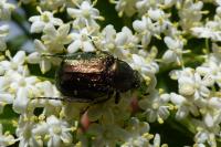 Gnorimus nobilis